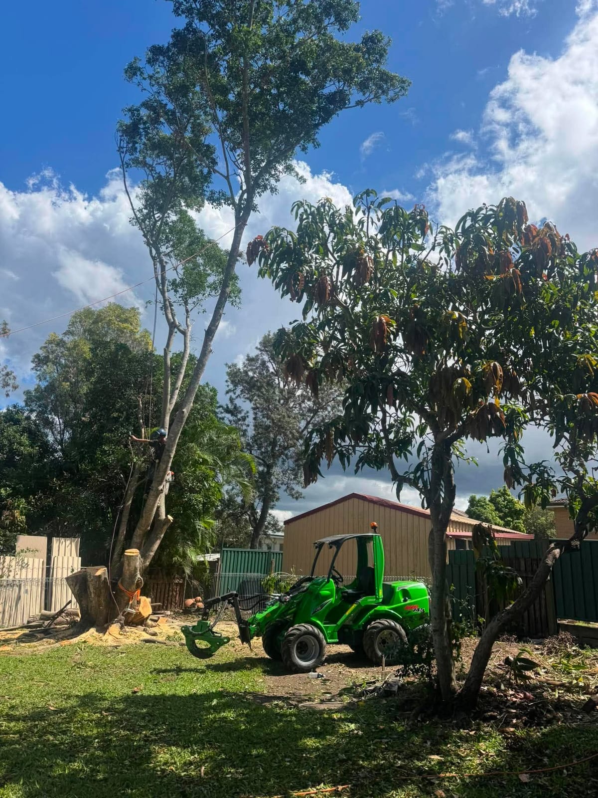 Green Avant mini track loader working beside a freshly cut stump in a Brisbane backyard