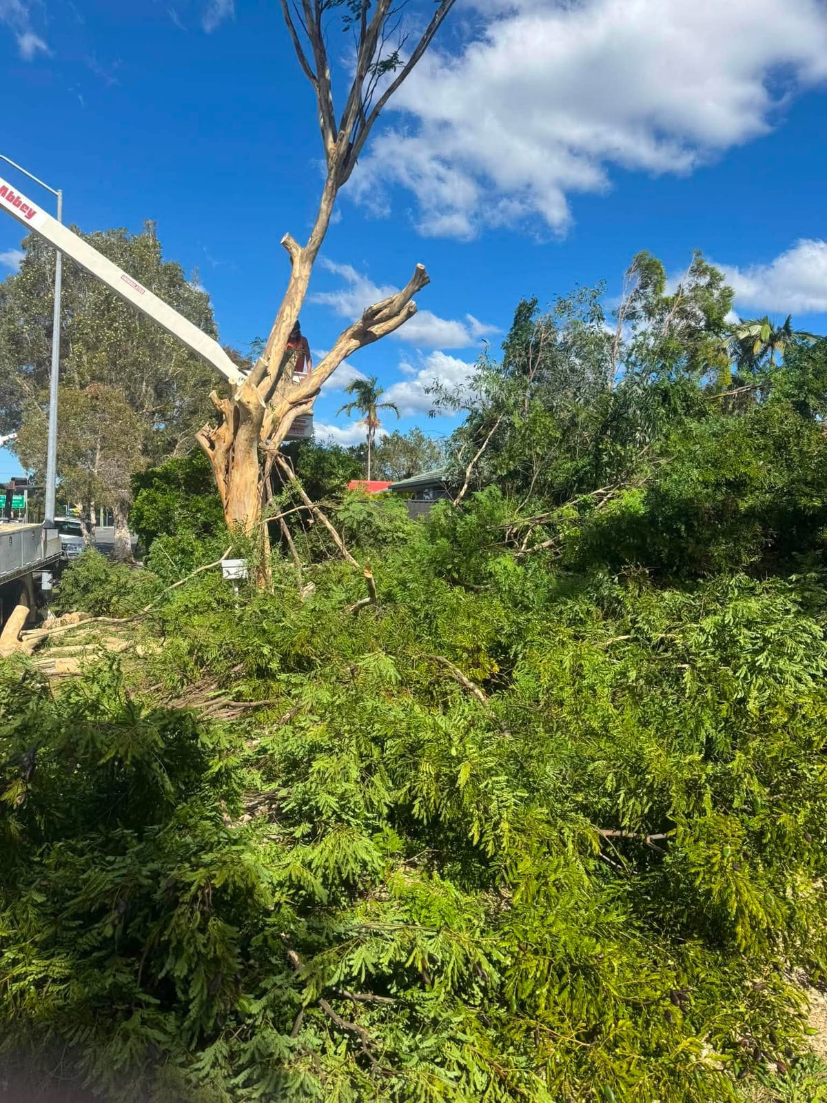 Storm-damaged tree cut back with branches cleared from a Brisbane roadside block