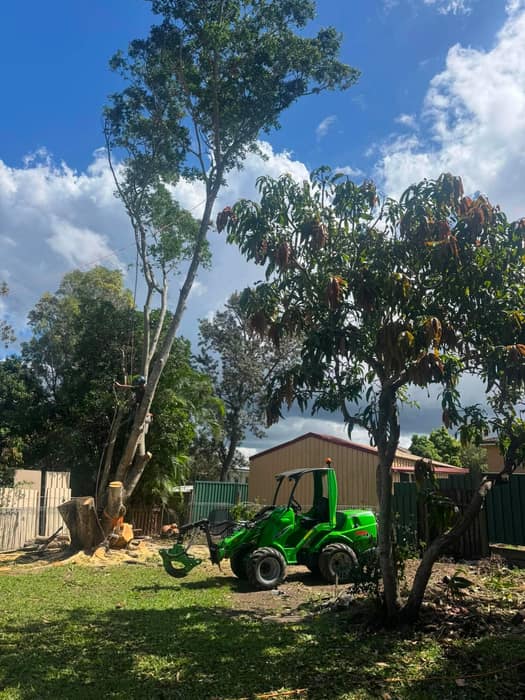Green Avant mini track loader working beside a freshly cut gum stump in a Brisbane backyard
