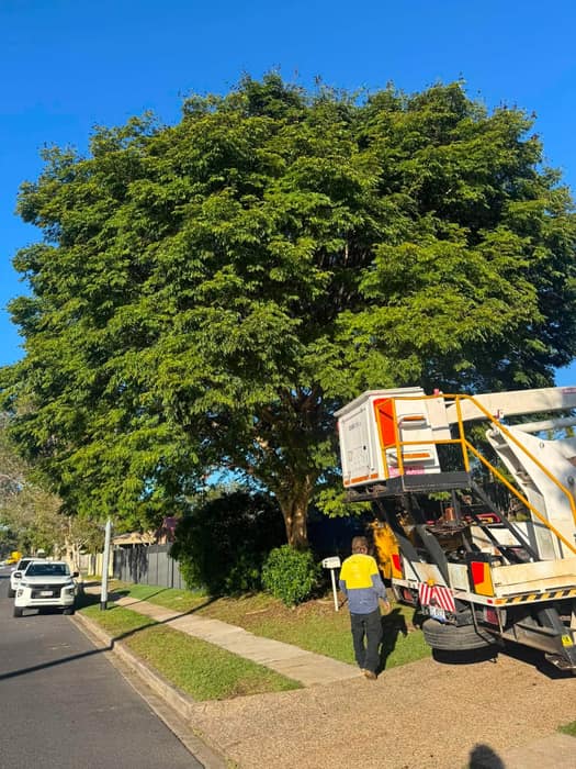 Cherry picker and arborist pruning a large leafy street tree under blue Brisbane sky