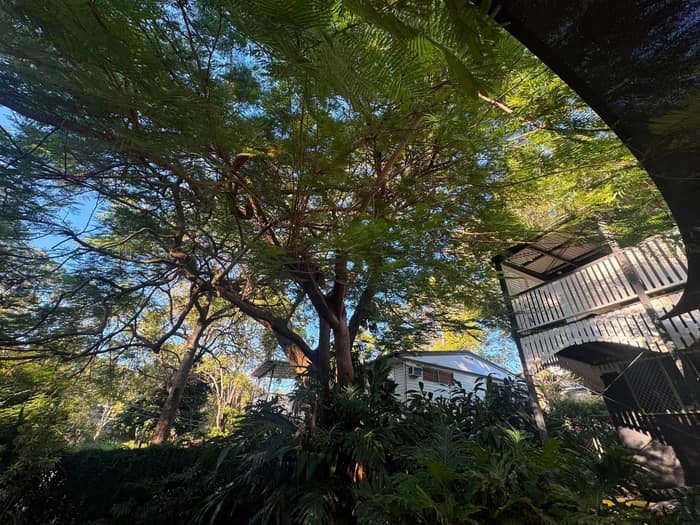 Large leafy poinciana tree shading a Queenslander backyard before pruning in Brisbane