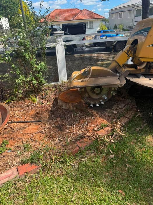 Stump grinder cutting head working a fresh tree stump on a Brisbane lawn