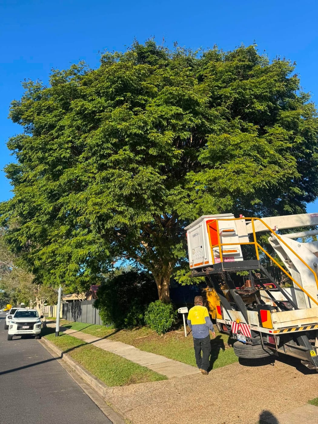 Ozzy's arborist working from a cherry picker pruning a large tree under blue Brisbane sky