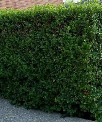 cuales_son_los_setos_y_arboles_que_crecen_mas_rapido_929_600